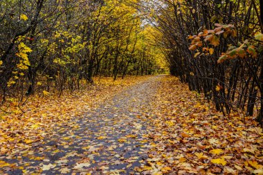Altın yapraklarla kaplı eski parkın içinden geçen yol.