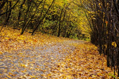 Altın yapraklarla kaplı eski parkın içinden geçen yol.