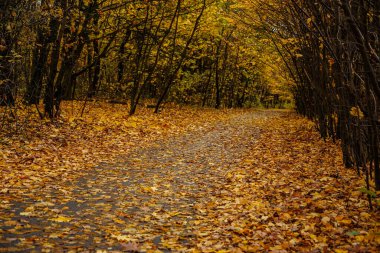 Altın yapraklarla kaplı eski parkın içinden geçen yol.