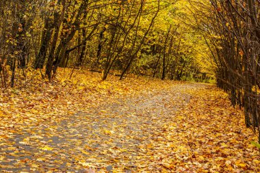 Altın yapraklarla kaplı eski parkın içinden geçen yol.