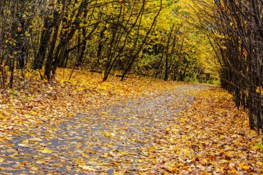 Altın yapraklarla kaplı eski parkın içinden geçen yol.