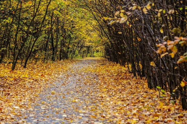 Altın yapraklarla kaplı eski parkın içinden geçen yol.