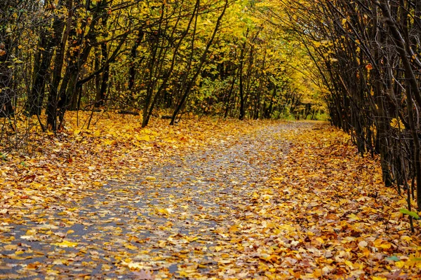Vägen Genom Den Gamla Parken Täckt Med Gyllene Löv — Stockfoto