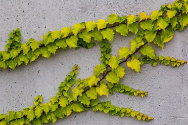 Rustik duvar yarısı kapalı ortak Ivy tarafından zarar görmüş. Olarak da bilinen Hedera helix, İngilizce sarmaşık veya Avrupa Ivy. Kopya alanı ile.