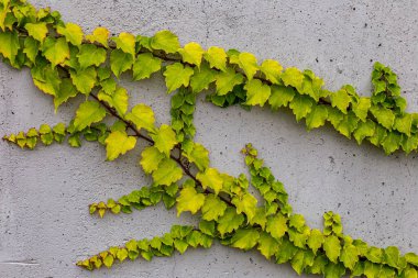 Rustik duvar yarısı kapalı ortak Ivy tarafından zarar görmüş. Olarak da bilinen Hedera helix, İngilizce sarmaşık veya Avrupa Ivy. Kopya alanı ile.