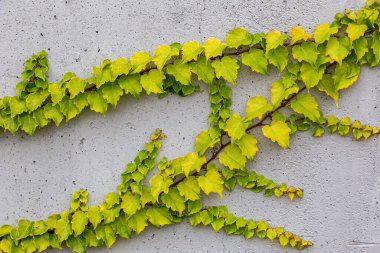 Rustik duvar yarısı kapalı ortak Ivy tarafından zarar görmüş. Olarak da bilinen Hedera helix, İngilizce sarmaşık veya Avrupa Ivy. Kopya alanı ile.