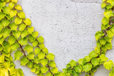 Rustik duvar yarısı kapalı ortak Ivy tarafından zarar görmüş. Olarak da bilinen Hedera helix, İngilizce sarmaşık veya Avrupa Ivy. Kopya alanı ile.