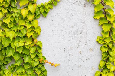 Rustik duvar yarısı kapalı ortak Ivy tarafından zarar görmüş. Olarak da bilinen Hedera helix, İngilizce sarmaşık veya Avrupa Ivy. Kopya alanı ile.