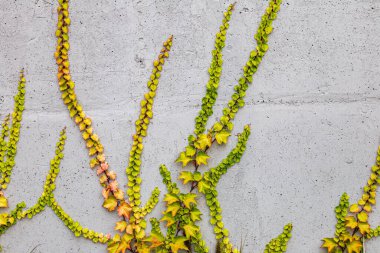 Rustik duvar yarısı kapalı ortak Ivy tarafından zarar görmüş. Olarak da bilinen Hedera helix, İngilizce sarmaşık veya Avrupa Ivy. Kopya alanı ile.