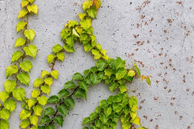 Rustik duvar yarısı kapalı ortak Ivy tarafından zarar görmüş. Olarak da bilinen Hedera helix, İngilizce sarmaşık veya Avrupa Ivy. Kopya alanı ile.