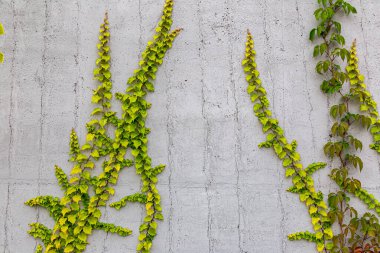 Rustik duvar yarısı kapalı ortak Ivy tarafından zarar görmüş. Olarak da bilinen Hedera helix, İngilizce sarmaşık veya Avrupa Ivy. Kopya alanı ile.