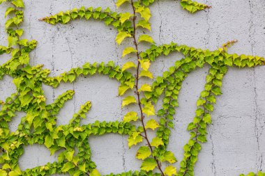 Rustik duvar yarısı kapalı ortak Ivy tarafından zarar görmüş. Olarak da bilinen Hedera helix, İngilizce sarmaşık veya Avrupa Ivy. Kopya alanı ile.