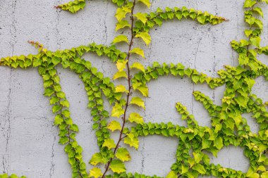 Rustik duvar yarısı kapalı ortak Ivy tarafından zarar görmüş. Olarak da bilinen Hedera helix, İngilizce sarmaşık veya Avrupa Ivy. Kopya alanı ile.
