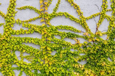 Rustik duvar yarısı kapalı ortak Ivy tarafından zarar görmüş. Olarak da bilinen Hedera helix, İngilizce sarmaşık veya Avrupa Ivy. Kopya alanı ile.