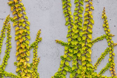 Rustik duvar yarısı kapalı ortak Ivy tarafından zarar görmüş. Olarak da bilinen Hedera helix, İngilizce sarmaşık veya Avrupa Ivy. Kopya alanı ile.