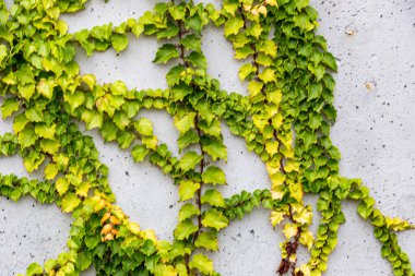 Rustik duvar yarısı kapalı ortak Ivy tarafından zarar görmüş. Olarak da bilinen Hedera helix, İngilizce sarmaşık veya Avrupa Ivy. Kopya alanı ile.