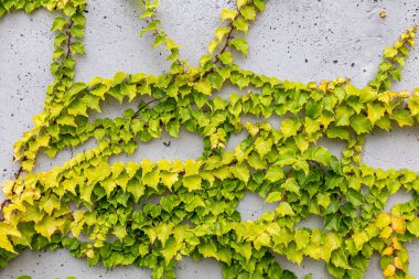 Rustik duvar yarısı kapalı ortak Ivy tarafından zarar görmüş. Olarak da bilinen Hedera helix, İngilizce sarmaşık veya Avrupa Ivy. Kopya alanı ile.