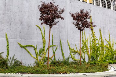 Rustik duvar yarısı kapalı ortak Ivy tarafından zarar görmüş. Olarak da bilinen Hedera helix, İngilizce sarmaşık veya Avrupa Ivy. Kopya alanı ile.