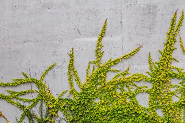 Rustik duvar yarısı kapalı ortak Ivy tarafından zarar görmüş. Olarak da bilinen Hedera helix, İngilizce sarmaşık veya Avrupa Ivy. Kopya alanı ile.