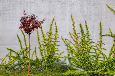 Rustik duvar yarısı kapalı ortak Ivy tarafından zarar görmüş. Olarak da bilinen Hedera helix, İngilizce sarmaşık veya Avrupa Ivy. Kopya alanı ile.