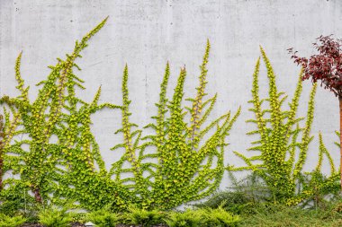 Rustik duvar yarısı kapalı ortak Ivy tarafından zarar görmüş. Olarak da bilinen Hedera helix, İngilizce sarmaşık veya Avrupa Ivy. Kopya alanı ile.