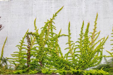 Rustik duvar yarısı kapalı ortak Ivy tarafından zarar görmüş. Olarak da bilinen Hedera helix, İngilizce sarmaşık veya Avrupa Ivy. Kopya alanı ile.