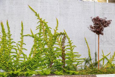 Rustik duvar yarısı kapalı ortak Ivy tarafından zarar görmüş. Olarak da bilinen Hedera helix, İngilizce sarmaşık veya Avrupa Ivy. Kopya alanı ile.