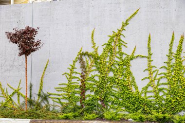 Rustik duvar yarısı kapalı ortak Ivy tarafından zarar görmüş. Olarak da bilinen Hedera helix, İngilizce sarmaşık veya Avrupa Ivy. Kopya alanı ile.