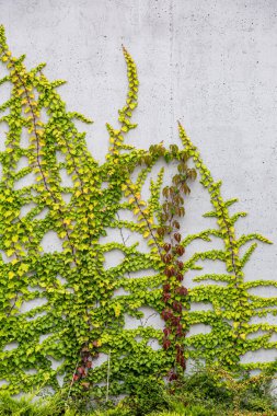Rustik duvar yarısı kapalı ortak Ivy tarafından zarar görmüş. Olarak da bilinen Hedera helix, İngilizce sarmaşık veya Avrupa Ivy. Kopya alanı ile.