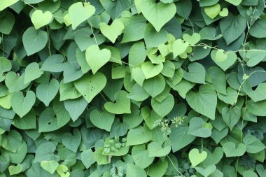 Yeşil sarmaşık dallarının arkaplanı