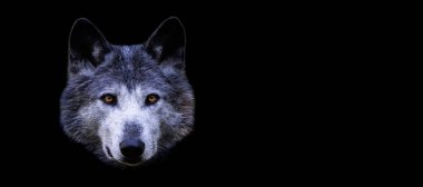 Siyah arka planı olan bir kara kurdun şablonu