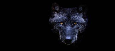 Siyah arka planı olan bir kara kurdun şablonu