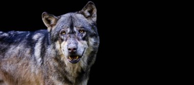 Siyah arka planı olan gri bir kurt şablonu