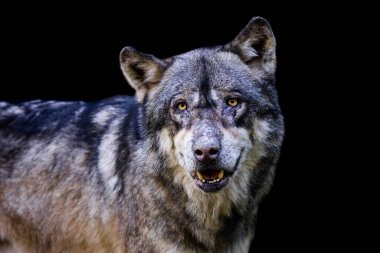 Siyah arka planı olan gri bir kurdun portresi.