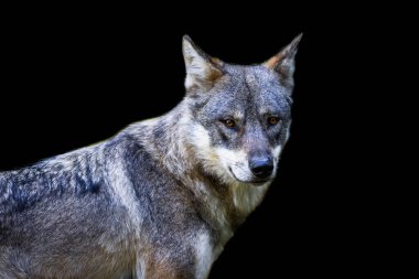 Siyah arka planı olan gri bir kurdun portresi.