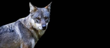 Siyah arka planı olan gri bir kurt şablonu