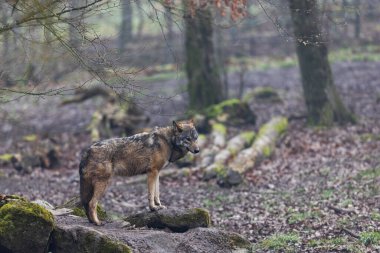 A grey wolf resting in the forest