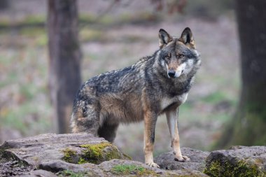 A grey wolf resting in the forest