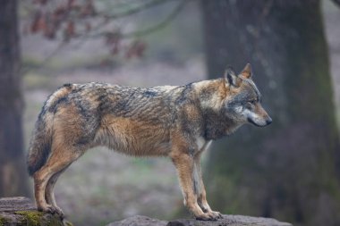 A grey wolf resting in the forest