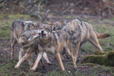 A grey wolf resting in the forest