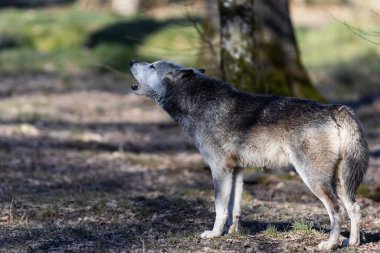 Potrait of a timberwolf family in the forest
