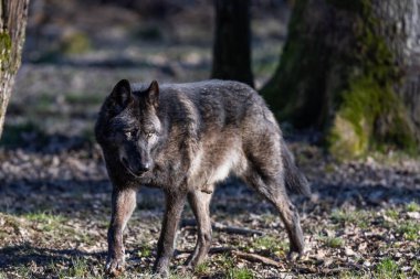 Potrait of a timberwolf family in the forest