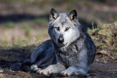 Potrait of a timberwolf family in the forest