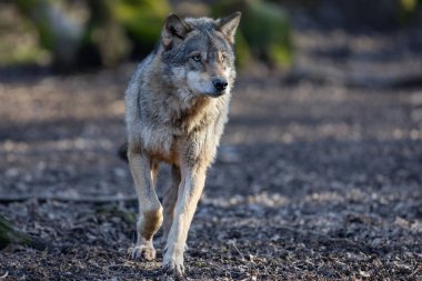 A grey wolf resting in the forest