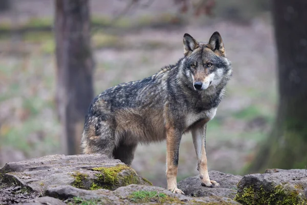 Szary Wilk Spoczywający Lesie — Zdjęcie stockowe