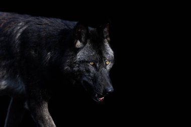 Siyah arka planı olan siyah bir kurdun portresi.