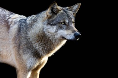 Siyah arka planı olan gri bir kurdun portresi.