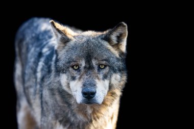Siyah arka planı olan gri bir kurdun portresi.