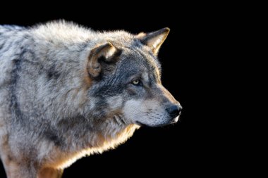 Siyah arka planı olan gri bir kurdun portresi.