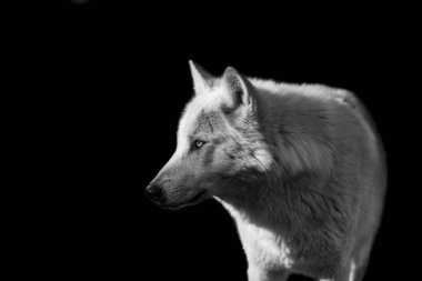 Siyah arka planı olan siyah bir kurdun portresi.